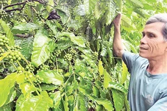 Già làng Rơ Mah Blơi luôn gương mẫu trong việc phát triển kinh tế-xã hội ở địa phương.
