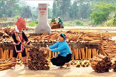 Thu hoạch quế ở xã miền núi Hoành Mô, tỉnh Quảng Ninh.