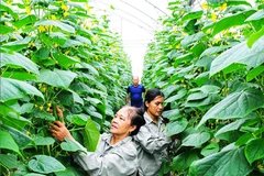 Trồng dưa chuột công nghệ cao tại Hợp tác xã Nông nghiệp công nghệ cao và hữu cơ Phú Điền, xã An Phú, Hải Phòng. (Ảnh THÀNH CHUNG)