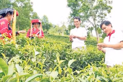 Chè Pà Thẻn, xã Tri Phú đạt chứng nhận OCOP 3 sao cấp tỉnh.