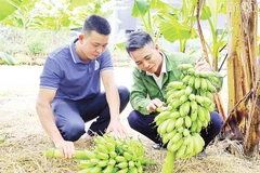Người dân xã Bảo Hà thu hoạch chuối ngự. (Ảnh KIM THOA)