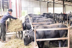 Mô hình nuôi bò lai 3B tại xã Chiềng Mai, tỉnh Sơn La đang mở ra hướng sản xuất mới.