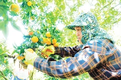 Nông dân xã Vân Sơn thu hoạch quýt Nam Sơn.