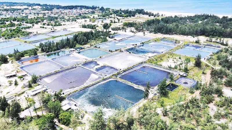 Vùng ao nuôi cá lóc tự phát giữa khu vực rừng phòng hộ ven biển tại thôn Tân Hải, xã Cam Hồng, tỉnh Quảng Trị.