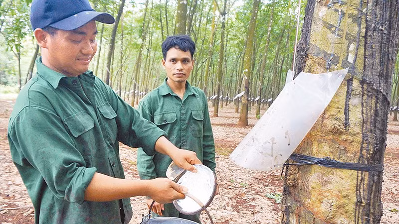 Công nhân khai thác mủ cao su tại Đội 2, Công ty TNHH MTV cao su Lộc Ninh.