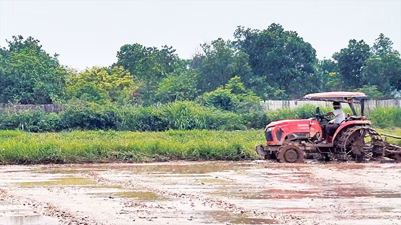 Ngay sau khi nước rút, các địa phương đã nhanh chóng chuẩn bị đất để cấy bù diện tích lúa bị hư hại.