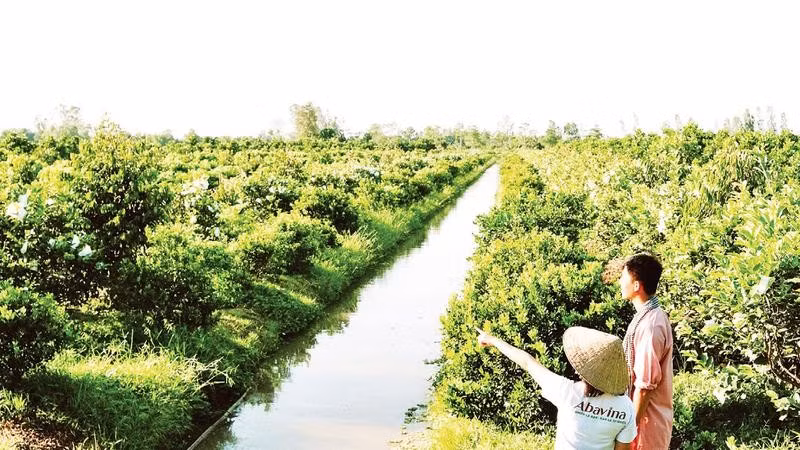 Một mô hình nông nghiệp áp dụng công nghệ tạo ra sản phẩm sạch, thân thiện môi trường tại Cần Thơ.
