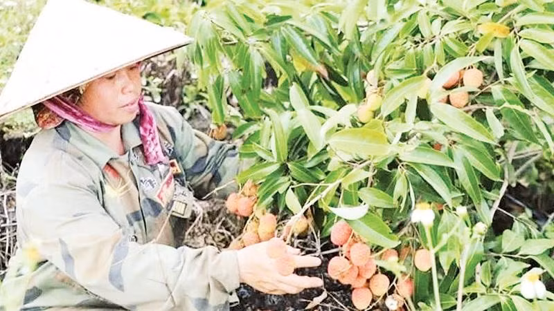 Vải u hồng trồng trên vùng đất đá núi lửa xã Nam Đà, tỉnh Lâm Đồng có hương vị đặc trưng, được thị trường săn đón.