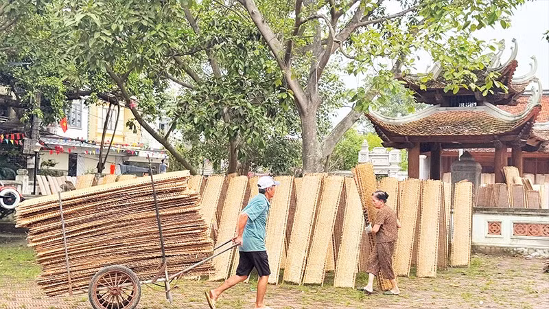 Thu hoạch bánh đa nem sau khi đã đủ nắng. 
