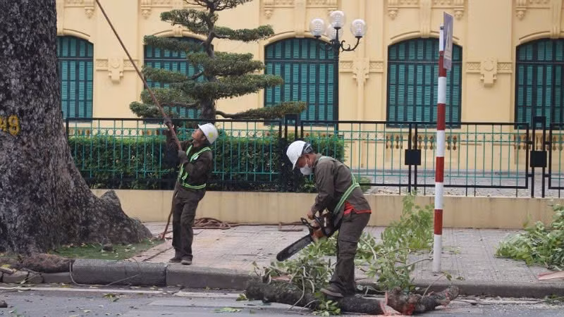 Công nhân Công ty TNHH MTV Công viên cây xanh Hà Nội triển khai chặt, chuyển cây xanh. (Ảnh: KHÁNH HÒA)