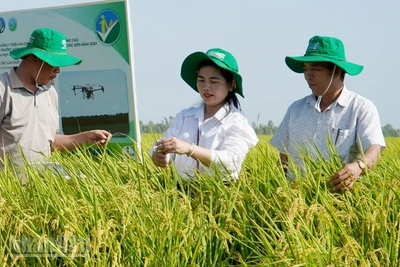 Mô hình trồng lúa theo Đề án 1 triệu ha tại tỉnh An Giang.