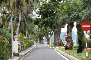 Những hàng cây bàng cổ thụ trở thành điểm nhấn cho tuyến đường chạy dọc bờ biển trên Đặc khu Côn Đảo. 