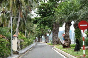 Những hàng cây bàng cổ thụ trở thành điểm nhấn cho tuyến đường chạy dọc bờ biển trên Đặc khu Côn Đảo. 