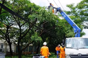 Ngành điện tỉa nhánh cây để phòng ngừa các tai nạn liên quan đến điện.
