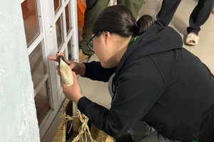 Cá thể thiên nga được các bác sĩ thú y thăm khám sau khi được giải cứu.