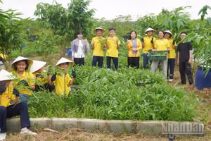 Các bạn trẻ với các sản phẩm tự trồng tại Vườn xanh cộng đồng.