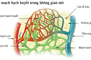 ARPA-H tài trợ tối đa 22,4 triệu AUD (khoảng 420 tỷ đồng) cho Đại học Monash (Australia) phát triển các loại thuốc mới giúp phục hồi chức năng co bóp và vận chuyển của mạch bạch huyết.