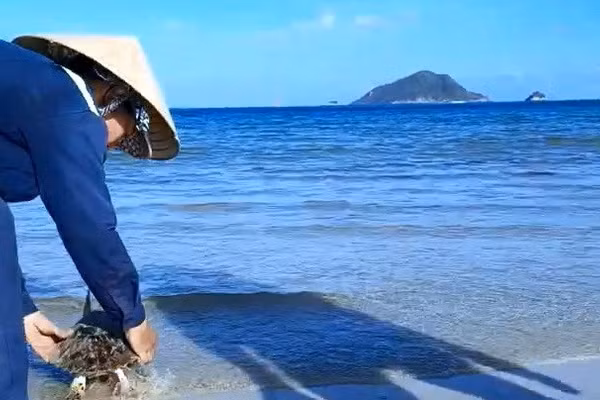 Công nhân vệ sinh môi trường Côn Đảo thả đồi mồi về biển sau khi cắt, gỡ lưới thải vướng vào chúng.