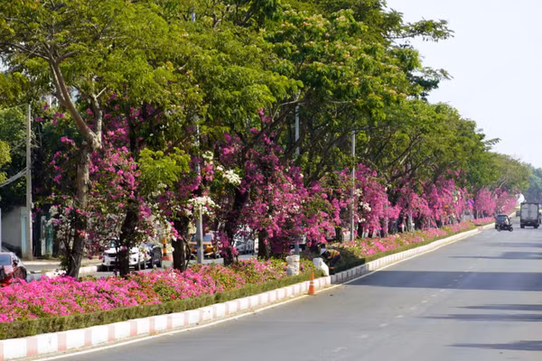 Hoa giấy đỏ rực dưới tán lá xanh trên đường 3/2, đoạn thuộc phường Tam Thắng, Thành phố Hồ Chí Minh