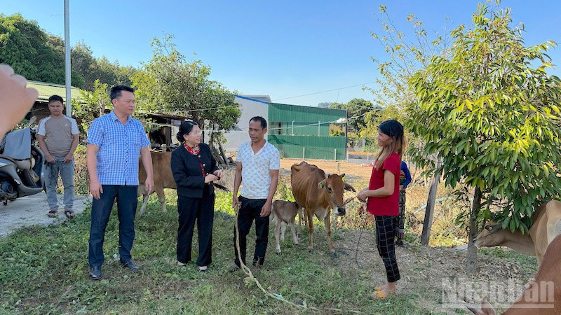  Nhân rộng mô hình sinh kế cho hộ nghèo vùng cao Quảng Ngãi