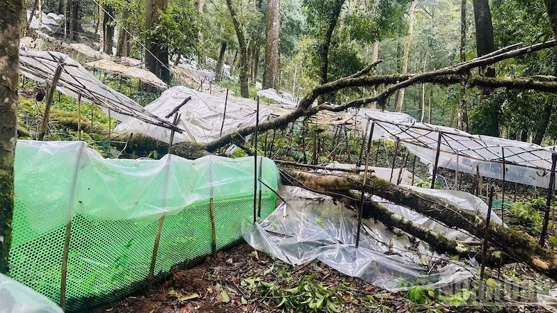 Nhiều vườn sâm 3-5 tuổi bị hư hại do cây đổ.