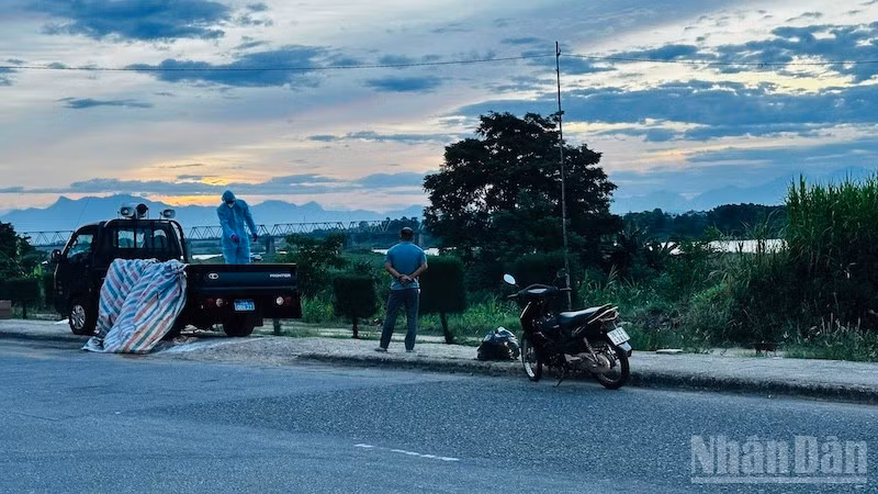 Cán bộ thú y đưa lợn dịch bệnh ra khu vực bãi sông Trà Khúc xử lý vì không có nơi chôn lấp, tiêu hủy.