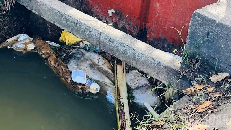 Tình trạng vứt lợn bệnh ra sông, kênh mương vẫn còn xảy ra