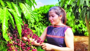 Canh tác cà-phê robusta theo hướng thuận tự nhiên, hướng đi bền vững góp phần nâng tầm thương hiệu cà-phê Việt Nam.