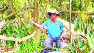 Mô hình trồng sầu riêng phát triển kinh tế gia đình ở xã Ia Dom.