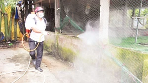 Thực hiện tháng cao điểm vệ sinh tiêu độc, khử trùng môi trường chăn nuôi.