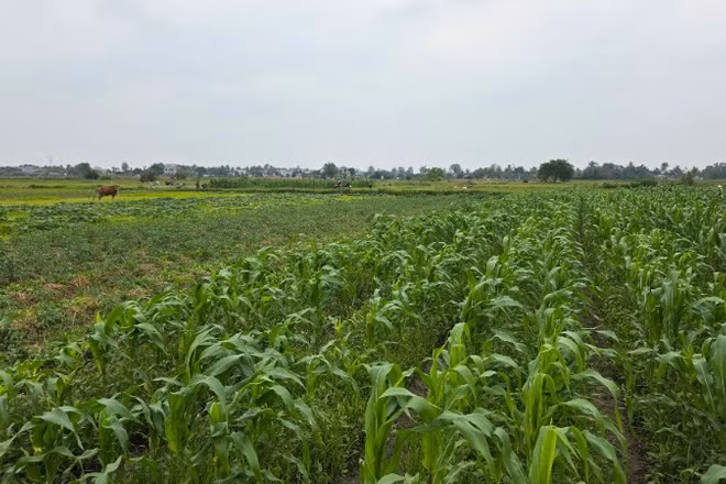 Xanh mướt cánh đồng vụ đông tại Thanh Hóa.