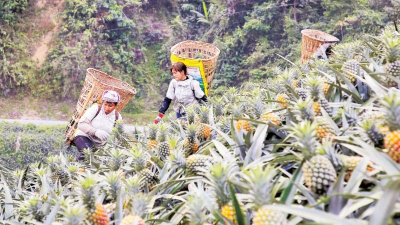 Cây Dứa Biến Đổi Cuộc Sống Nông Dân Bản Lầu: Thu Nhập Tăng Vọt, Xóa Đói Giảm Nghèo Hiệu Quả