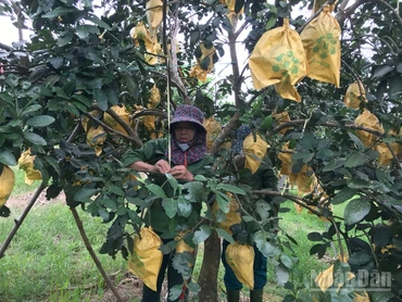 Người dân các xã trồng bưởi Phúc Trạch đang khẩn trương thực hiện các giải pháp bảo vệ cây trồng trước bão.