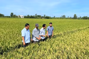 Cánh đồng lúa thông minh ở xã Tân Xuân, tỉnh Vĩnh Long