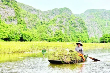 Trên cánh đồng Tam Cốc, có thuyền đưa đón du khách tham quan, thuyền lại chở niềm vui của một mùa vàng bội thu.
