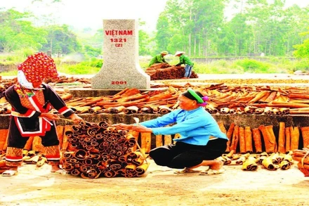 Khung cảnh biên cương Bình Liêu thêm thanh bình với hình ảnh người dân thu mua và phơi quế bên Cột mốc biên giới.