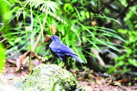 Chim hoét xanh tại Vườn quốc gia Bạch Mã.