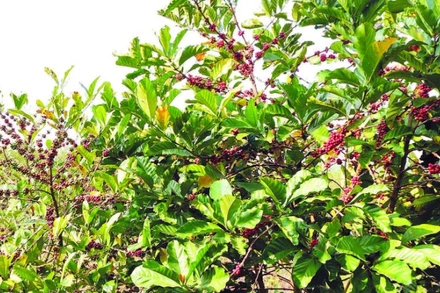 Cà-phê mít của chị Trần Mai Hương cho quả chất lượng tốt.