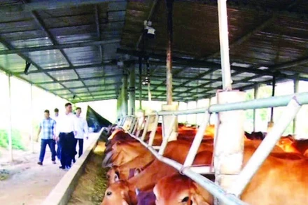 Trang trại chăn nuôi của anh Hường được đầu tư quy mô lớn, bài bản.