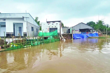 Sạt lở nhấn chìm nhiều nhà dân xuống sông Hậu.