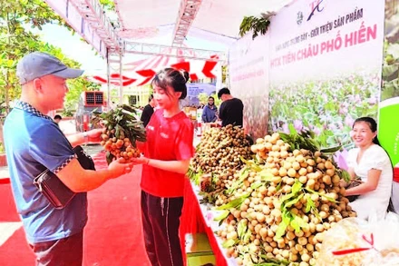 Xã Tân Hưng, tỉnh Hưng Yên tổ chức xúc tiến thương mại tiêu thụ nhãn cho nông dân.