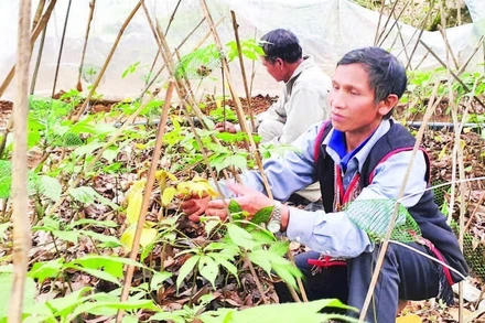 Chăm sóc cây sâm Ngọc Linh tại xã Măng Ri, tỉnh Quảng Ngãi.