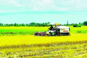 Xã Châu Thới là vùng trọng điểm sản xuất lúa chất lượng cao của tỉnh Cà Mau.