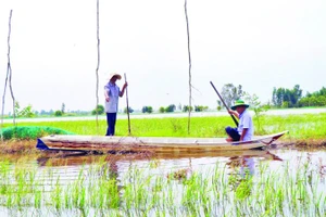 Thành viên Hợp tác xã Sản xuất nông nghiệp sinh thái Quyết Tiến kiểm tra lưới bao quanh vùng nuôi trữ cá.