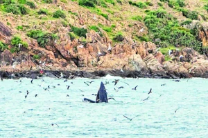 1. Theo Trung tâm Bảo tồn đa dạng sinh học và loài nguy cấp (CBES), cá voi xuất hiện ở Gia Lai có tên là Bryde, thuộc loài Balaenoptera edeni. Đây là một trong những động vật biển quý hiếm.