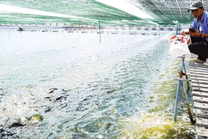 Bên trong farm nuôi cá rô phi của Công ty cổ phần Thủy sản sạch Việt Nam.