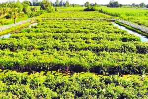 Vườn rau đọt choại nhìn từ trên cao.