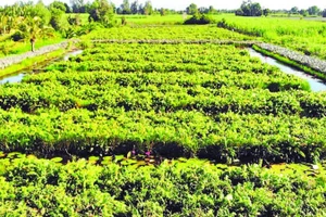 Vườn rau đọt choại nhìn từ trên cao.