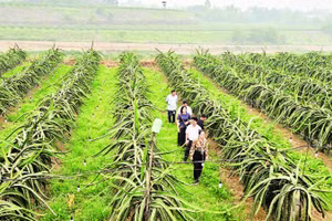 Cán bộ Chi cục Trồng trọt và Bảo vệ thực vật giám sát, hỗ trợ vùng trồng thanh long của ông Nguyễn Đắc Thành tại xã Lập Thạch.