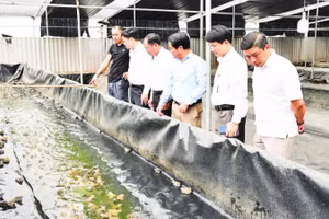 Bể nuôi ếch theo công nghệ mới của anh Trần Anh Duy, ở tổ dân phố Thống Thượng, phường Nhân Hòa.